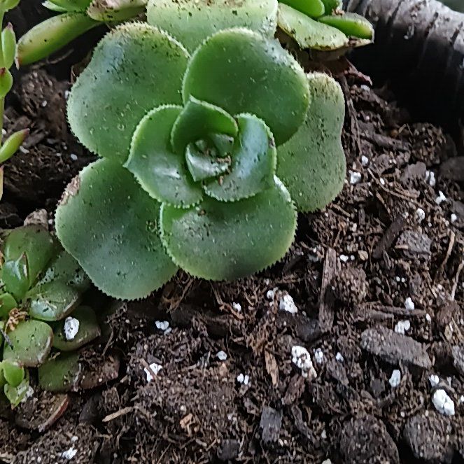 Photo of the plant species Aeonium percarneum 'Kiwi' by @LaudableCapemay named Quinn on Greg, the plant care app