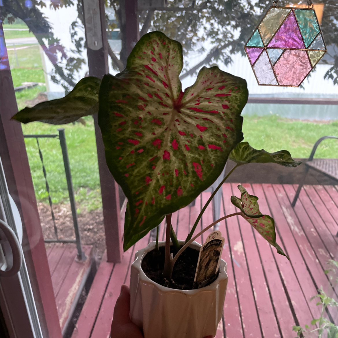 Vibrant Caladium 'Heart of Jesus' plant with colorful heart-shaped leaves in a brown plastic pot on a wooden deck.