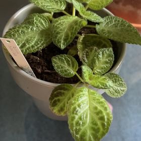 Photo of the plant species Silver Skies Episcia by @BuffSwallowwort named Robert Plant on Greg, the plant care app