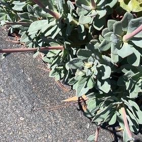 Photo of the plant species Myrtle Spurge by @DearPiperaceae named Ronaldo on Greg, the plant care app