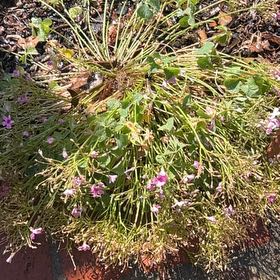 Photo of the plant species Jointed Woodsorrel by @DearPiperaceae named Captain Plant-it on Greg, the plant care app