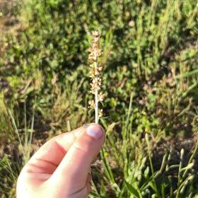 Photo of the plant species Alpine Bistort by @AvidHorsemint named Gomez on Greg, the plant care app