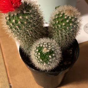 Photo of the plant species Oz Cactus by @kaylalillian named Sasha on Greg, the plant care app