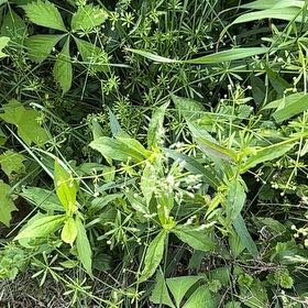 Photo of the plant species Rose Madder by @BrawnyFlyagaric named Apollo on Greg, the plant care app