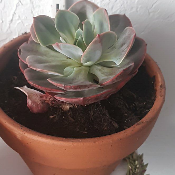 Photo of the plant species Lavender Rose Echeveria by @YoungWolfsbane named Sol on Greg, the plant care app