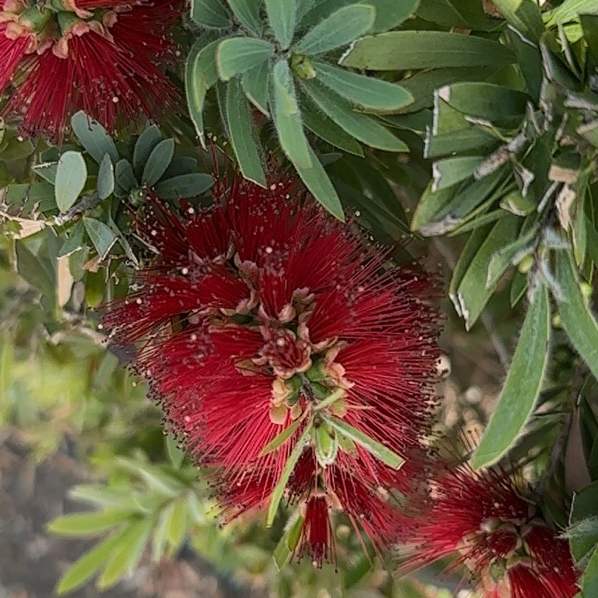 Pōhutukawa plant with vibrant red flowers and green leaves.