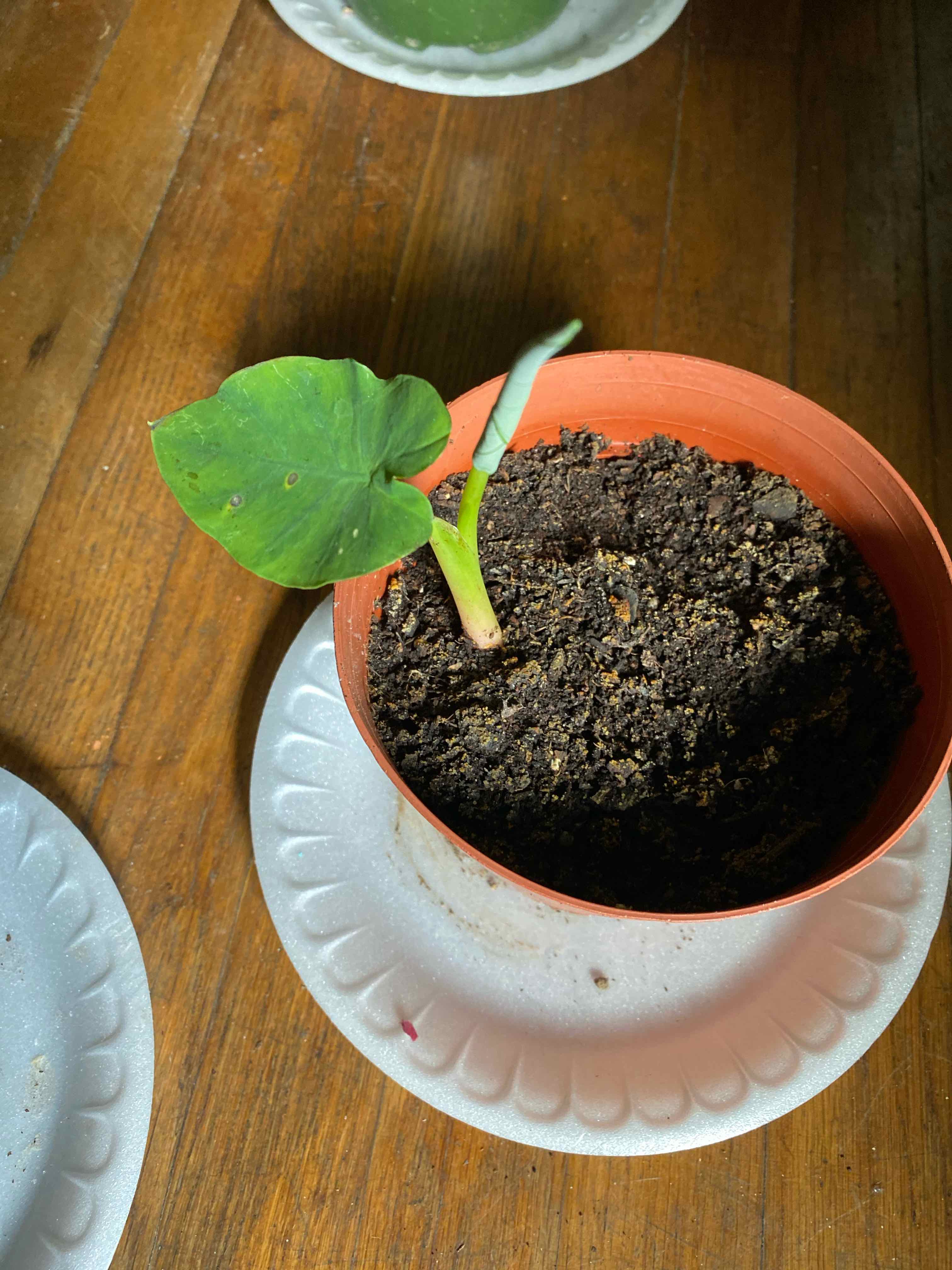 A small potted plant with a single green leaf and new shoot emerging, soil visible.