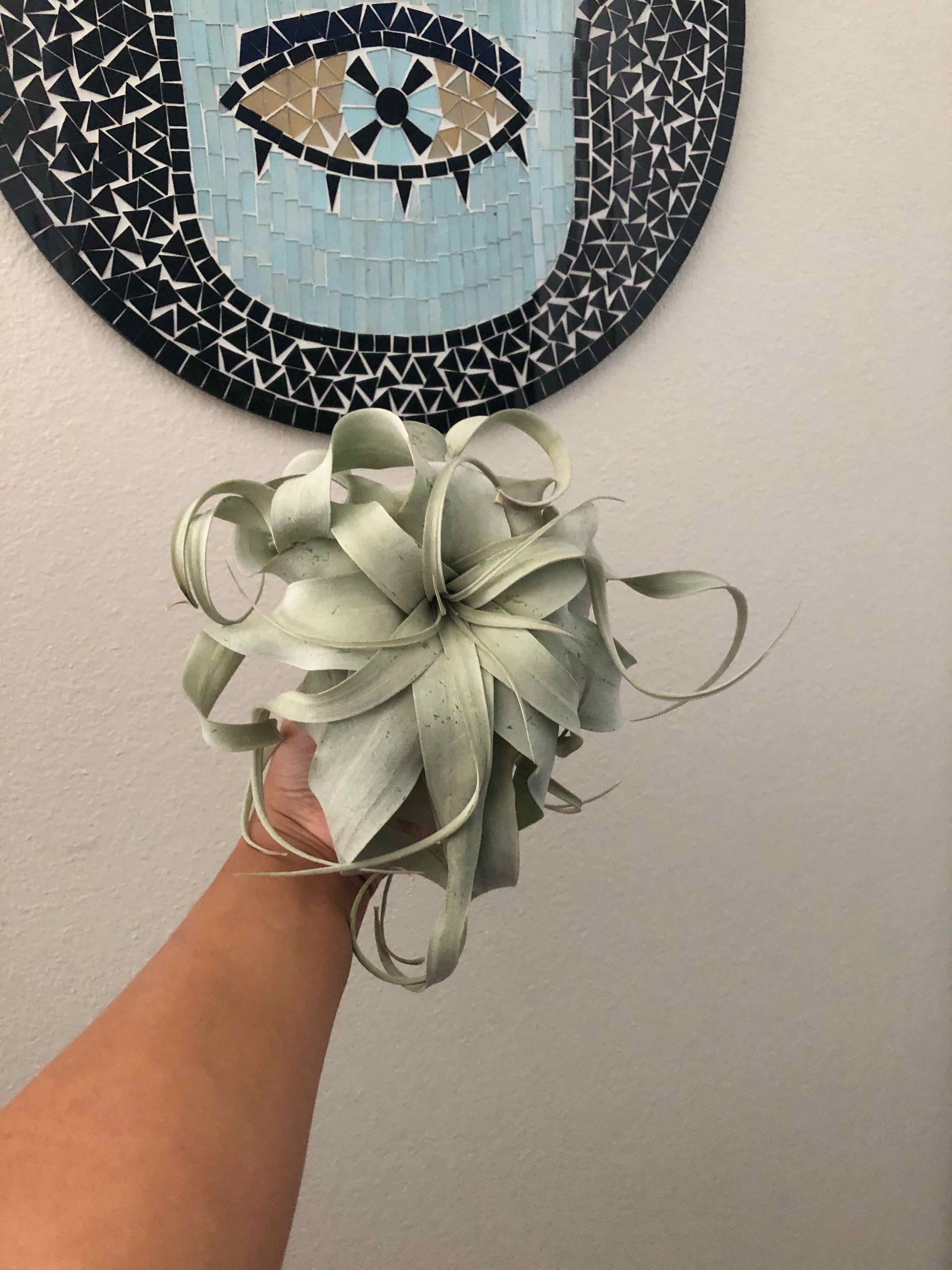 Tillandsia Xerographica plant being held up by a hand, with a mosaic artwork in the background.
