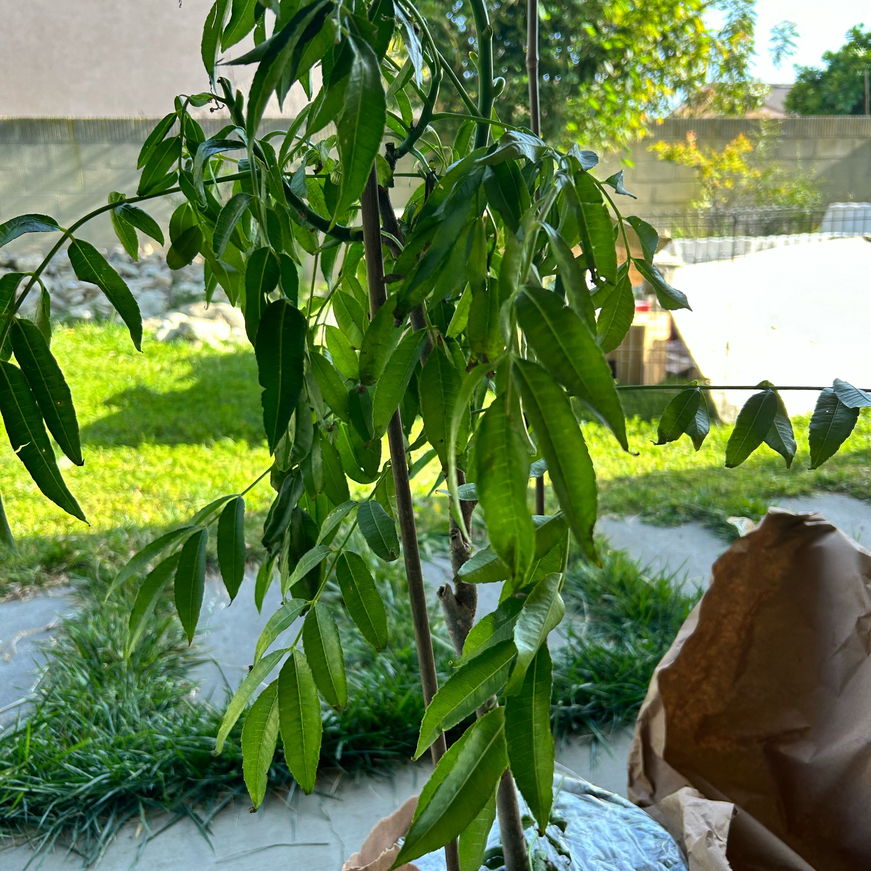 Photo of the plant species June plum by @SportyHorsemint named Sahara on Greg, the plant care app