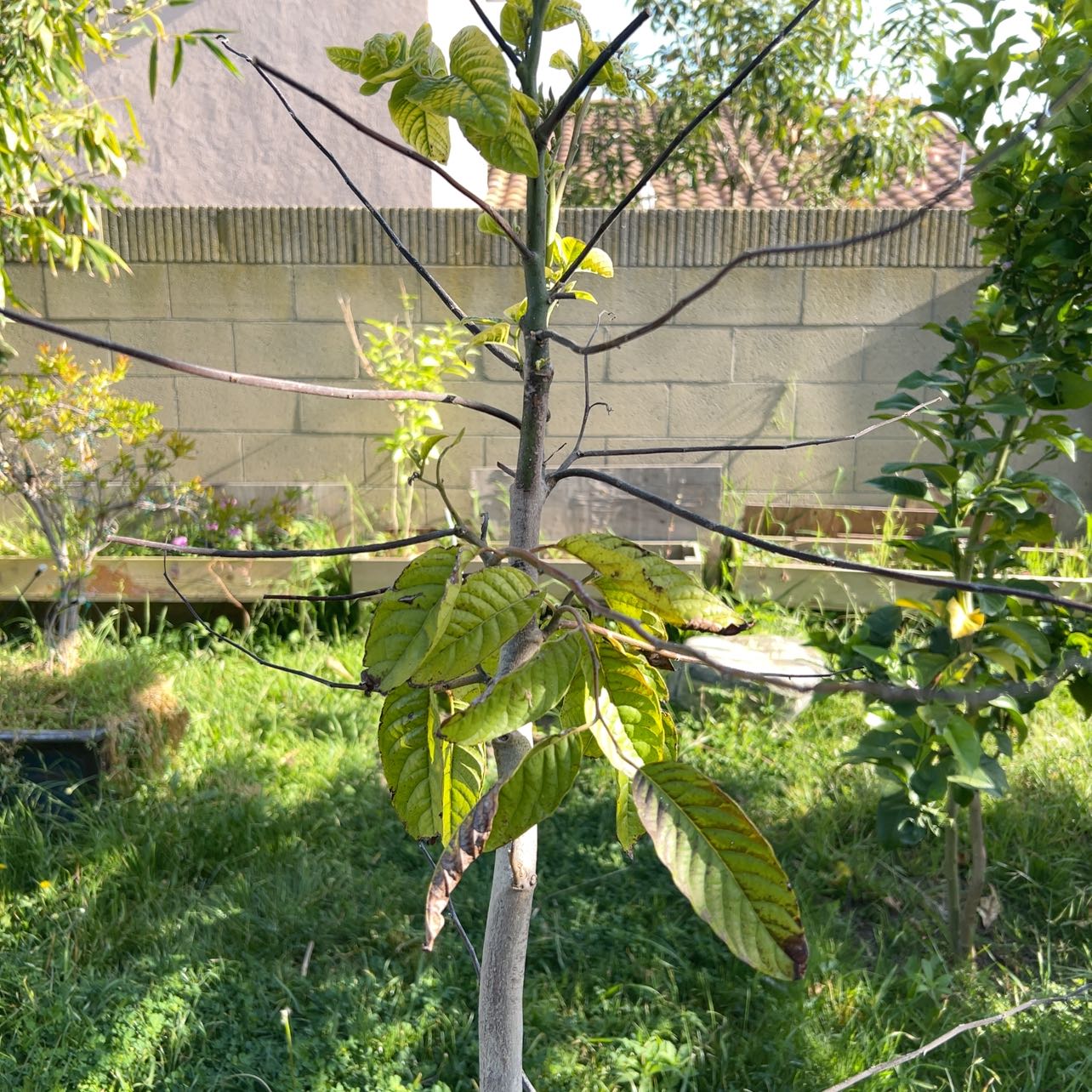 Photo of the plant species Ylang Ylang by @SportyHorsemint named Oscar on Greg, the plant care app