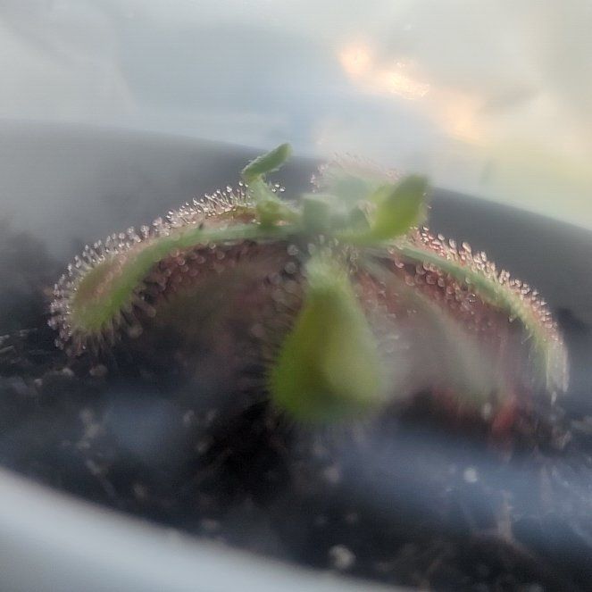 Photo of the plant species Natal Sundew by @AngelProlifica named Leonardo on Greg, the plant care app