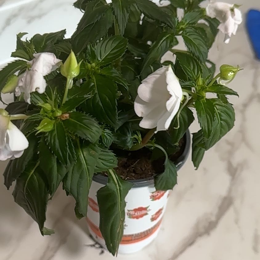 Photo of the plant species SunPatiens by @DeluxeCosmobaby named Messi on Greg, the plant care app