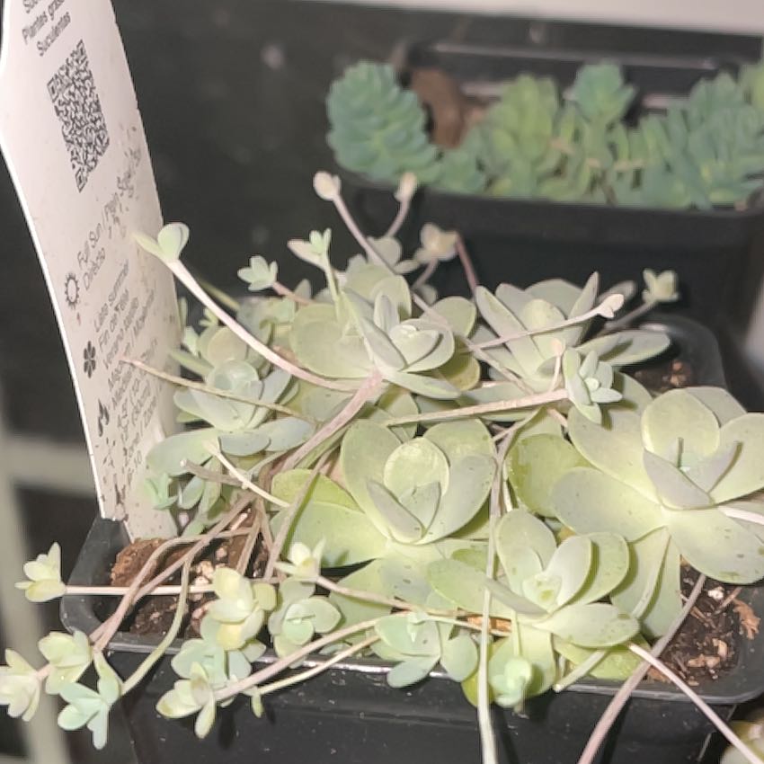 Photo of the plant species Dunce Cap by @FancyChineseelm named Kaeya on Greg, the plant care app