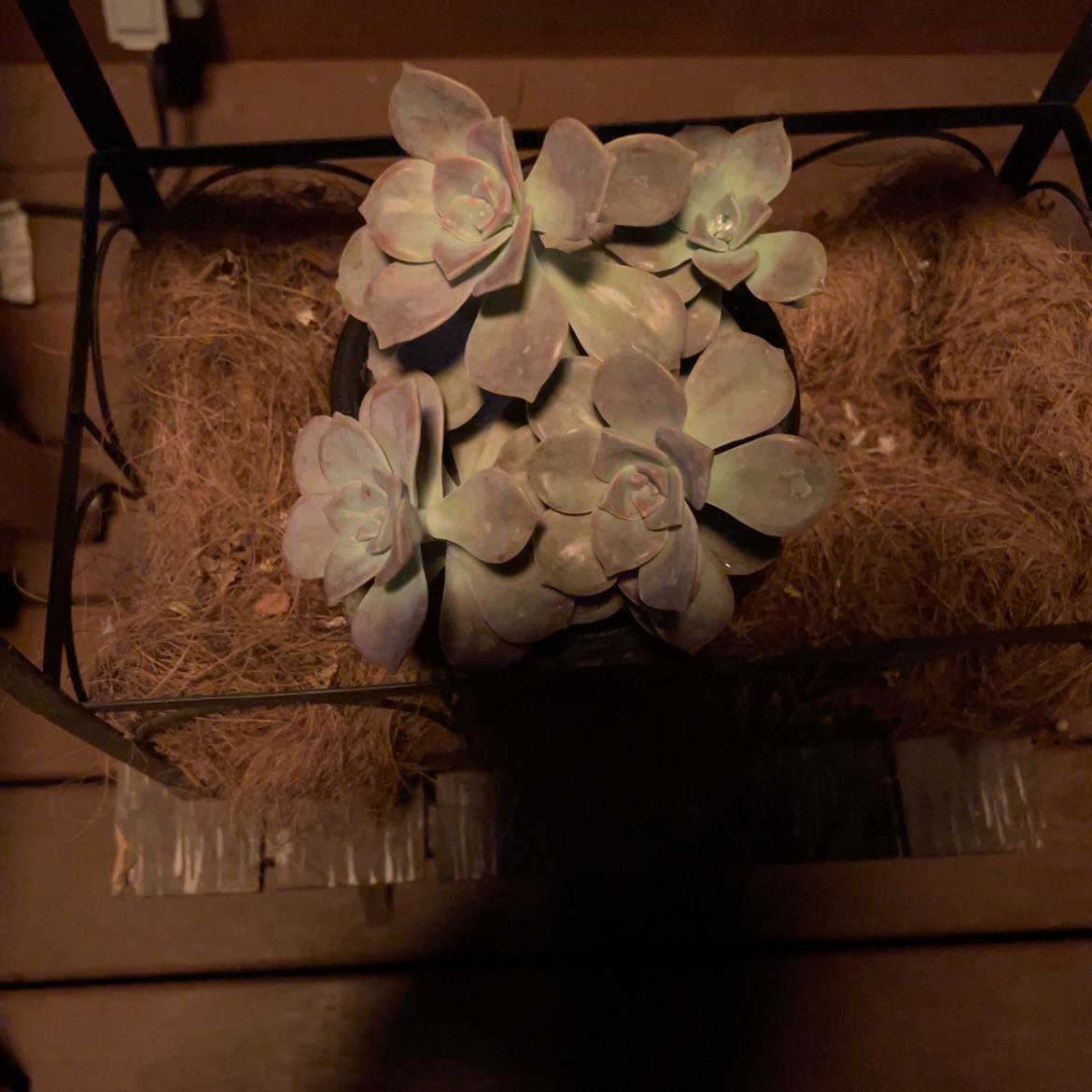 Dimly lit image of a Five Stamen Graptopetalum succulent with thick, fleshy leaves in rosettes.