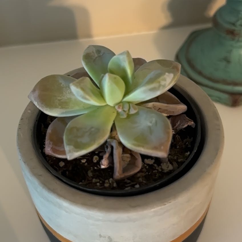 Photo of the plant species Graptosedum Ghosty Crested by @ForeverChilli named Curie on Greg, the plant care app