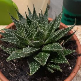 Photo of the plant species Gasteria aristata by @IdealBreadfruit named Senor on Greg, the plant care app