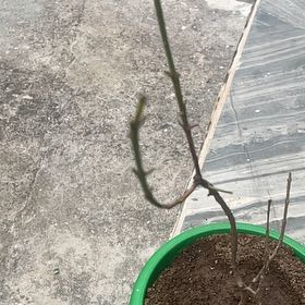 Photo of the plant species allspice by @PoisedHoyaburma named Aria on Greg, the plant care app