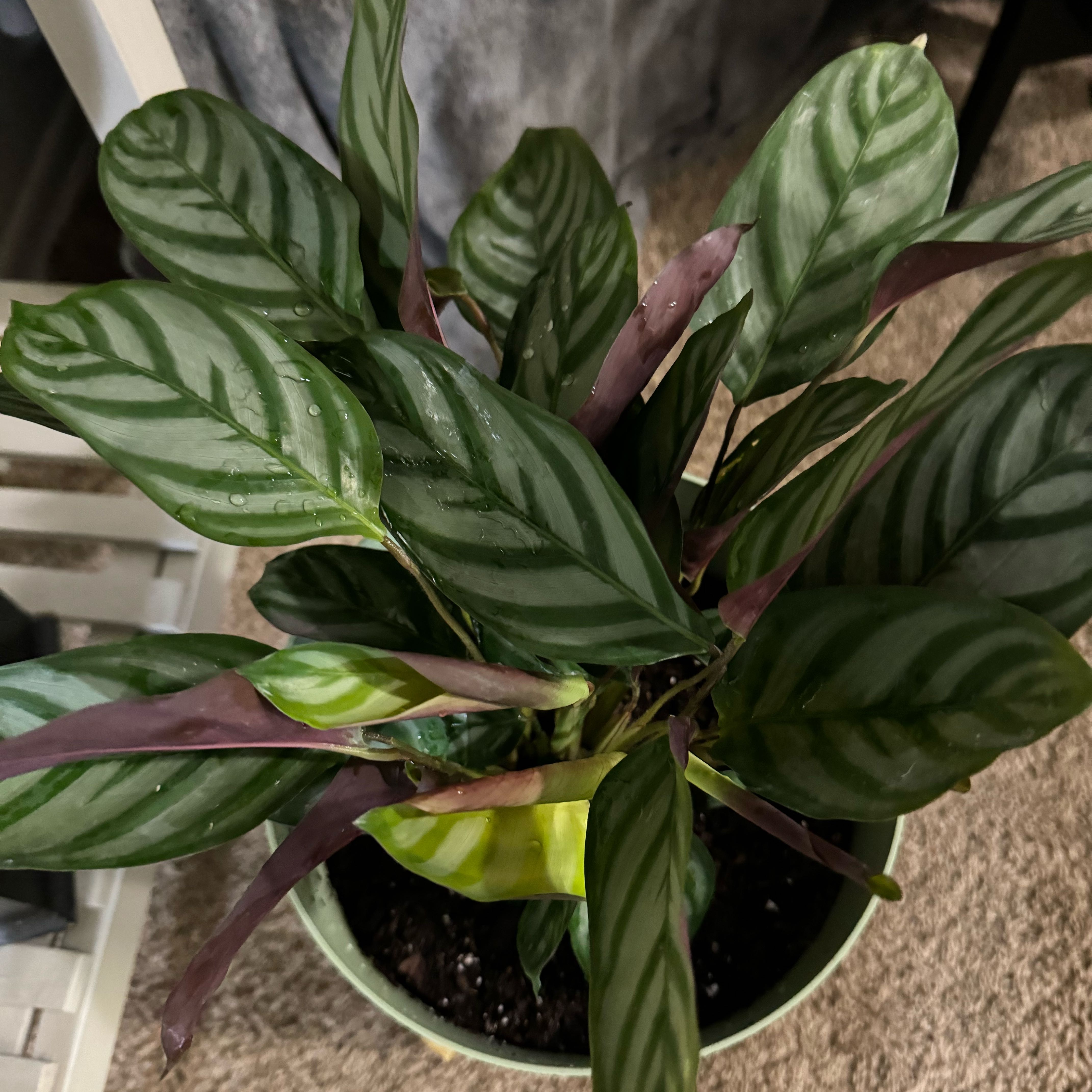 Photo of the plant species Calathea anulque by @SpunkyBaytree named Prince on Greg, the plant care app