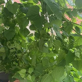 Photo of the plant species False Grape by Ashley named Sigmund on Greg, the plant care app