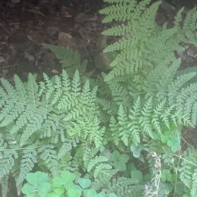 Photo of the plant species Wing Fern by Ashley named Luna on Greg, the plant care app