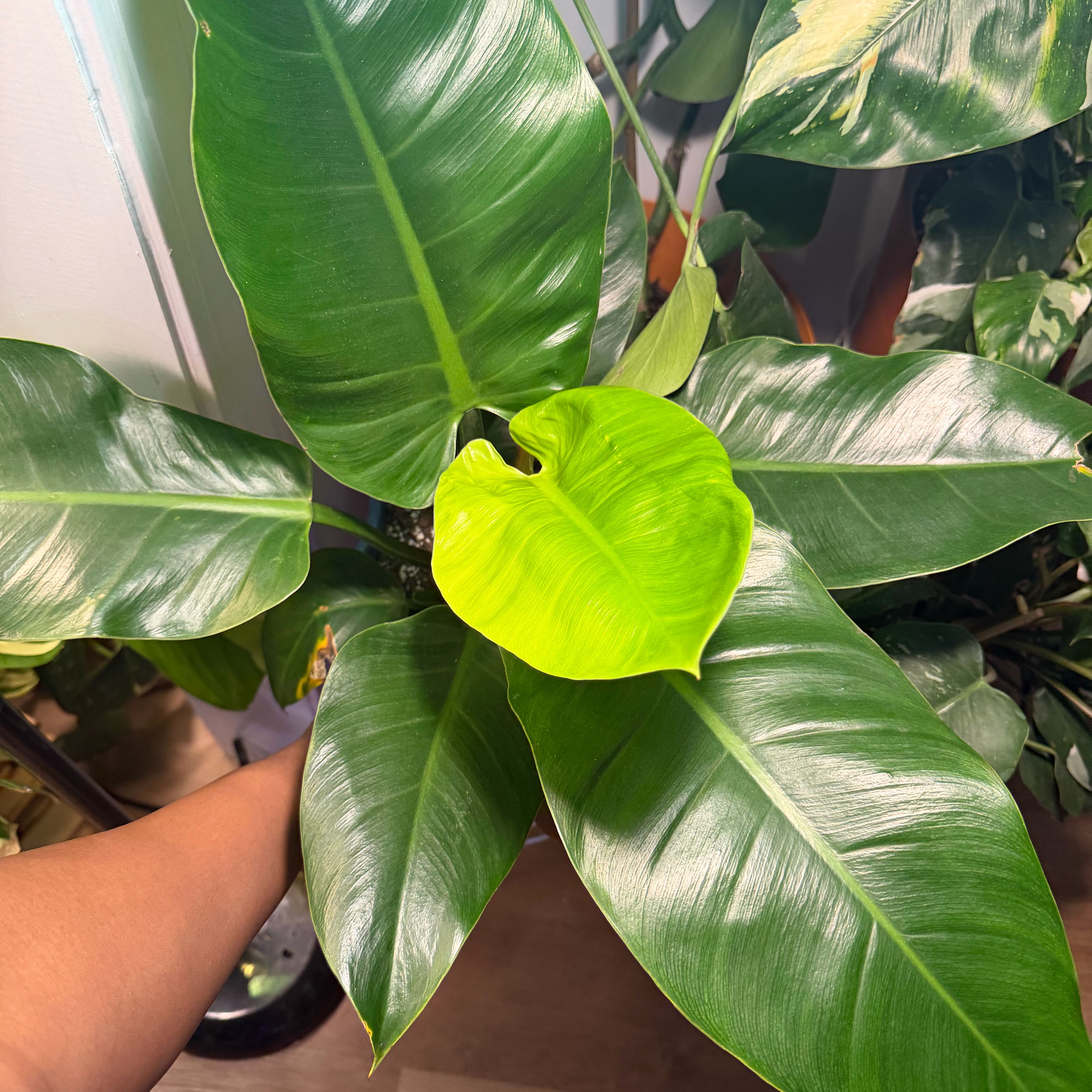 Photo of the plant species Philodendron 'Imperial Green' by @SteadfastApple named Greena on Greg, the plant care app
