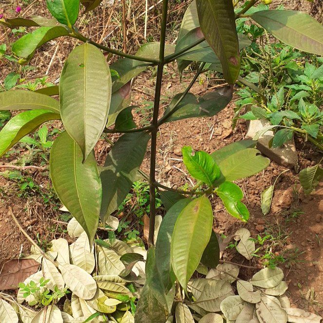 Photo of the plant species Purple Mangosteen by @EngagingCobnut named Achilles on Greg, the plant care app