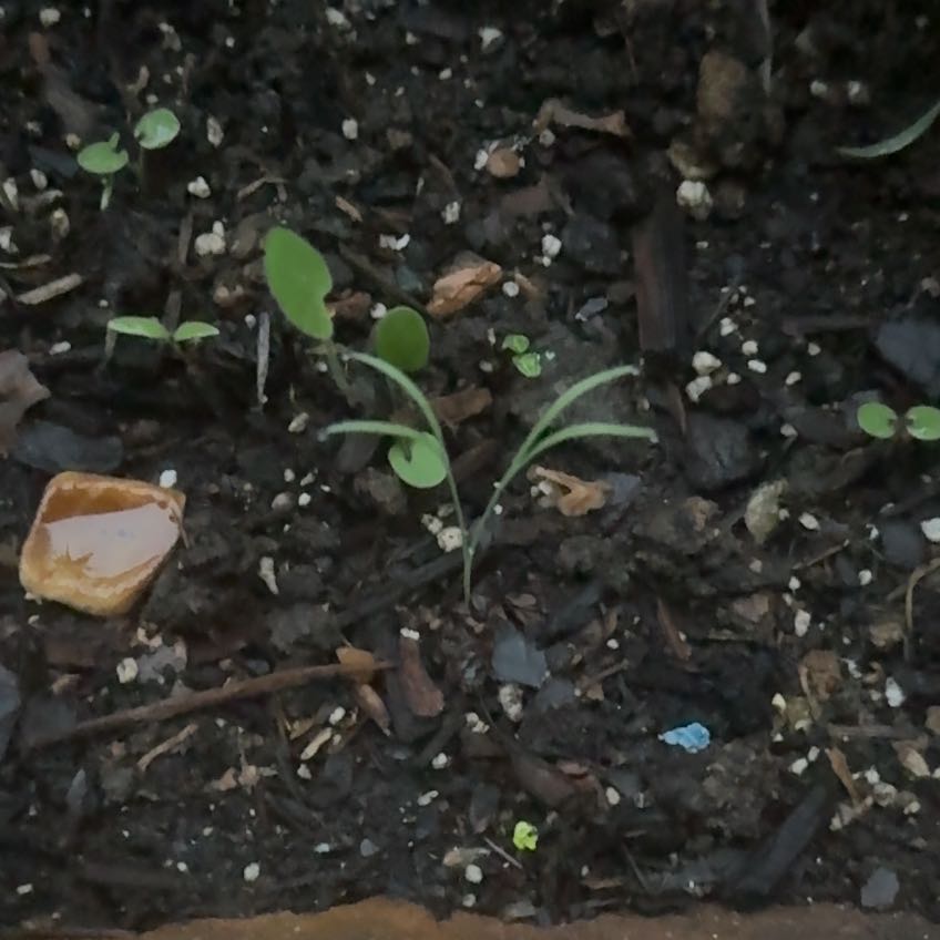 Photo of the plant species Streambank Springbeauty by @Gitupngrow named Emerson on Greg, the plant care app