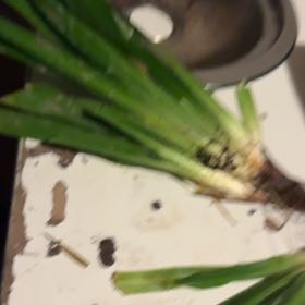 Photo of the plant species Proso Millet by @Gitupngrow named Hamilton on Greg, the plant care app