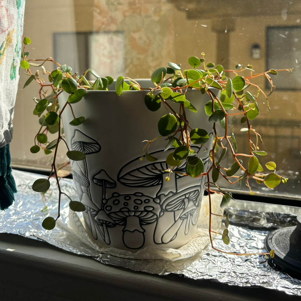 why is my peperomia dropping leaves