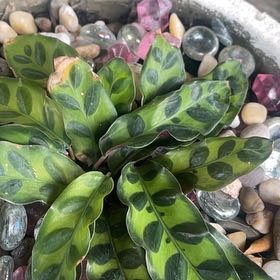 Photo of the plant species rattle snake plant by @FitSealettuce named Rattle Snake on Greg, the plant care app