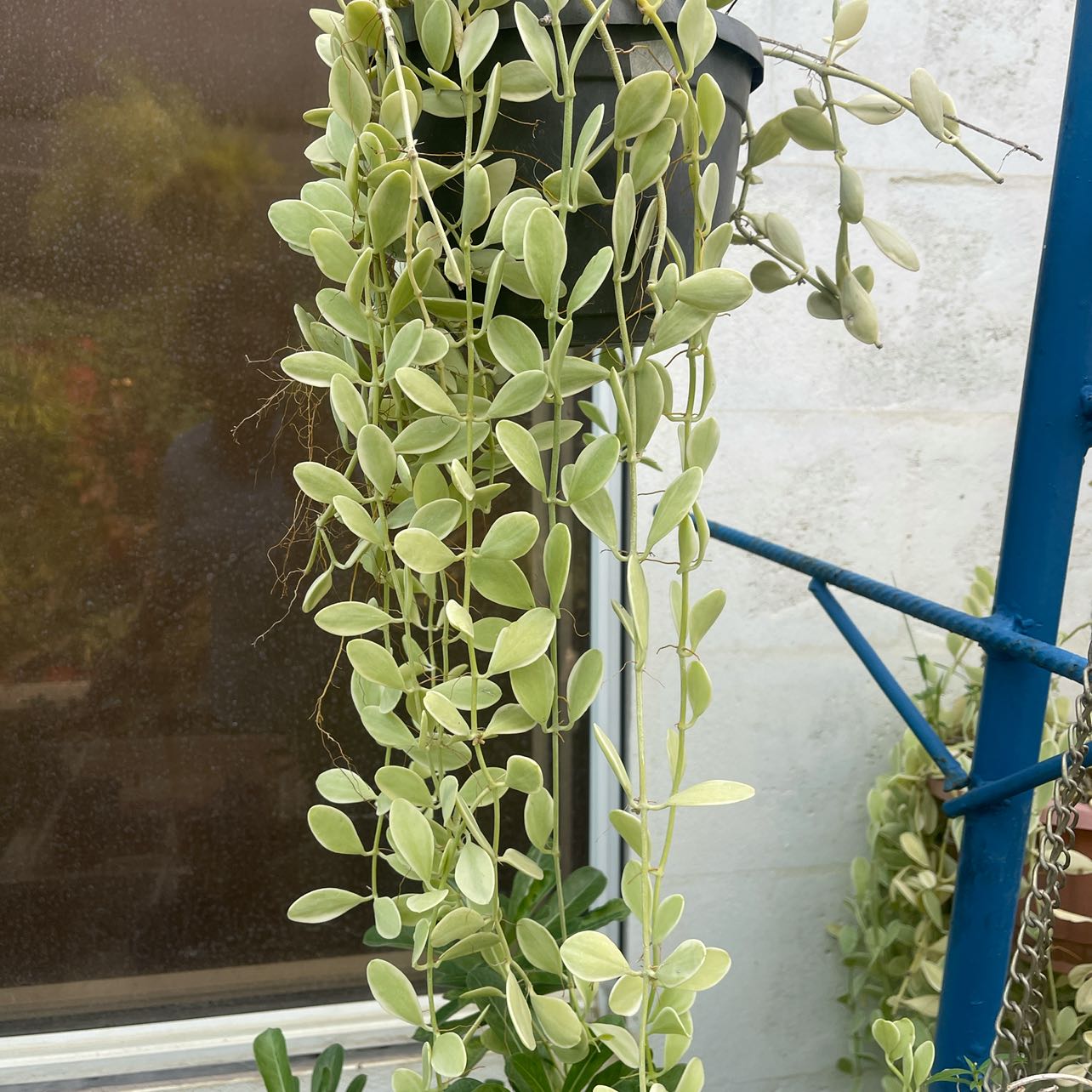 Hanging String of Nickels plant with trailing stems and small, round leaves.