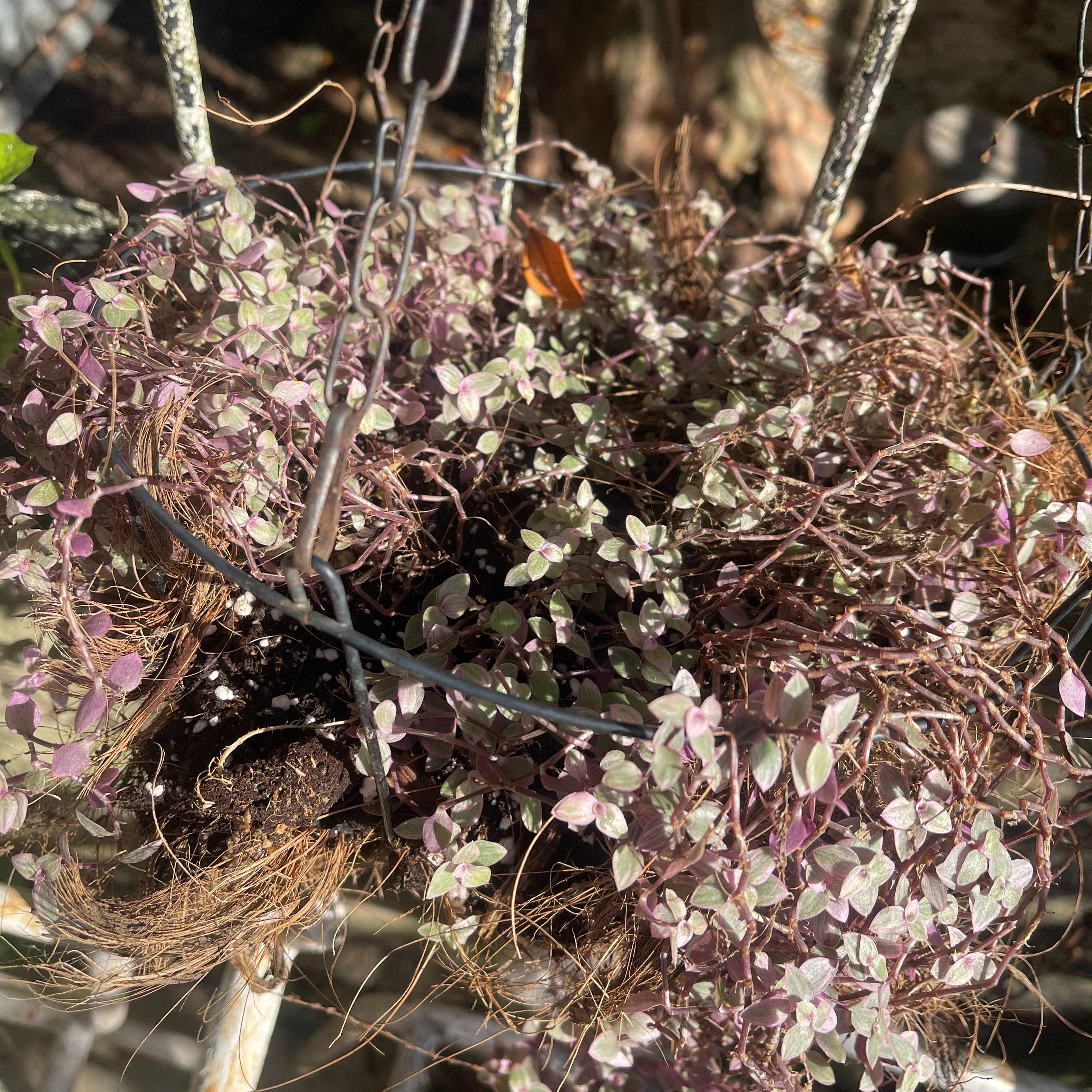 Photo of the plant species Spring Draba by @FitSealettuce named Lavender on Greg, the plant care app