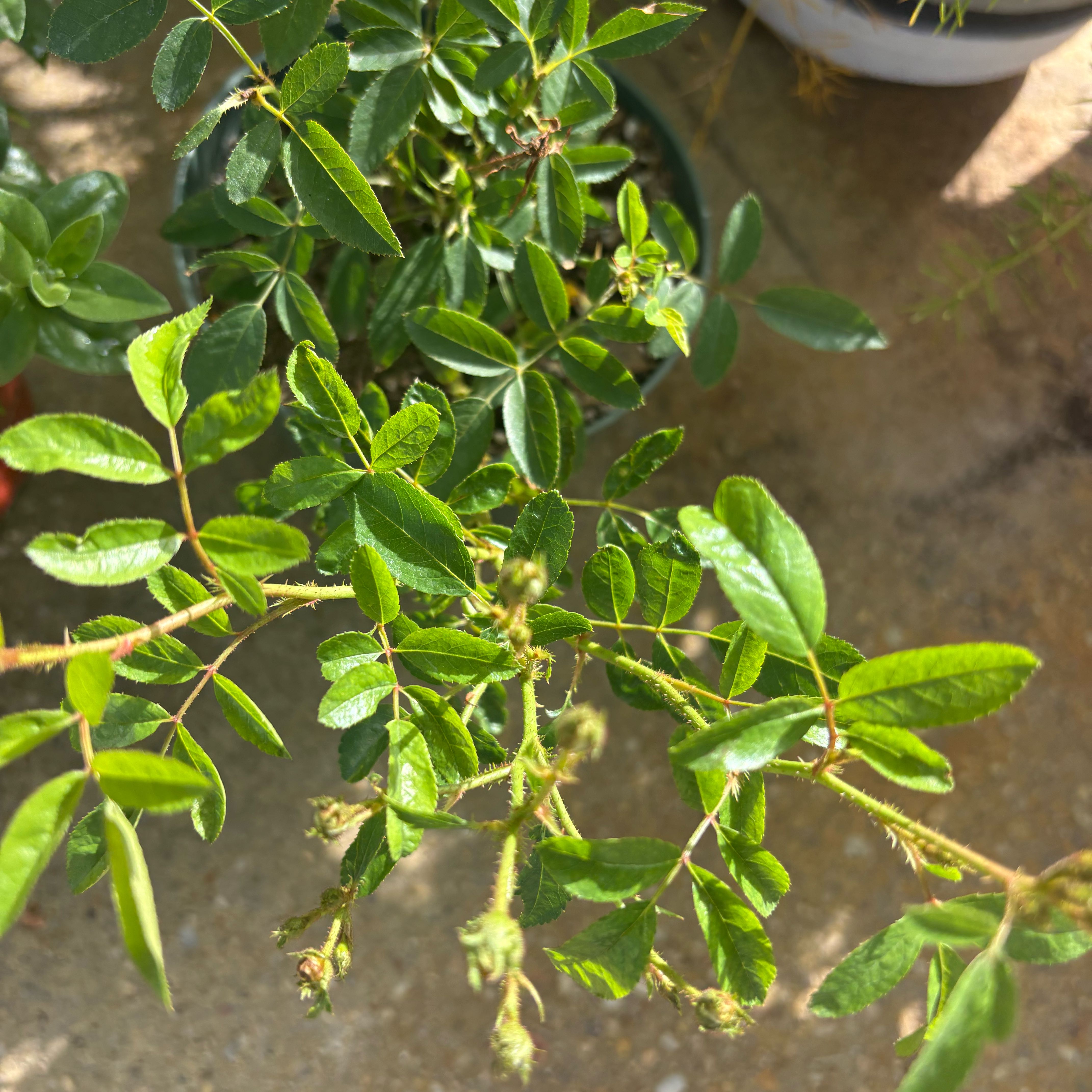 Photo of the plant species Brazilian Peppertree by @FitSealettuce named Doja Cat on Greg, the plant care app