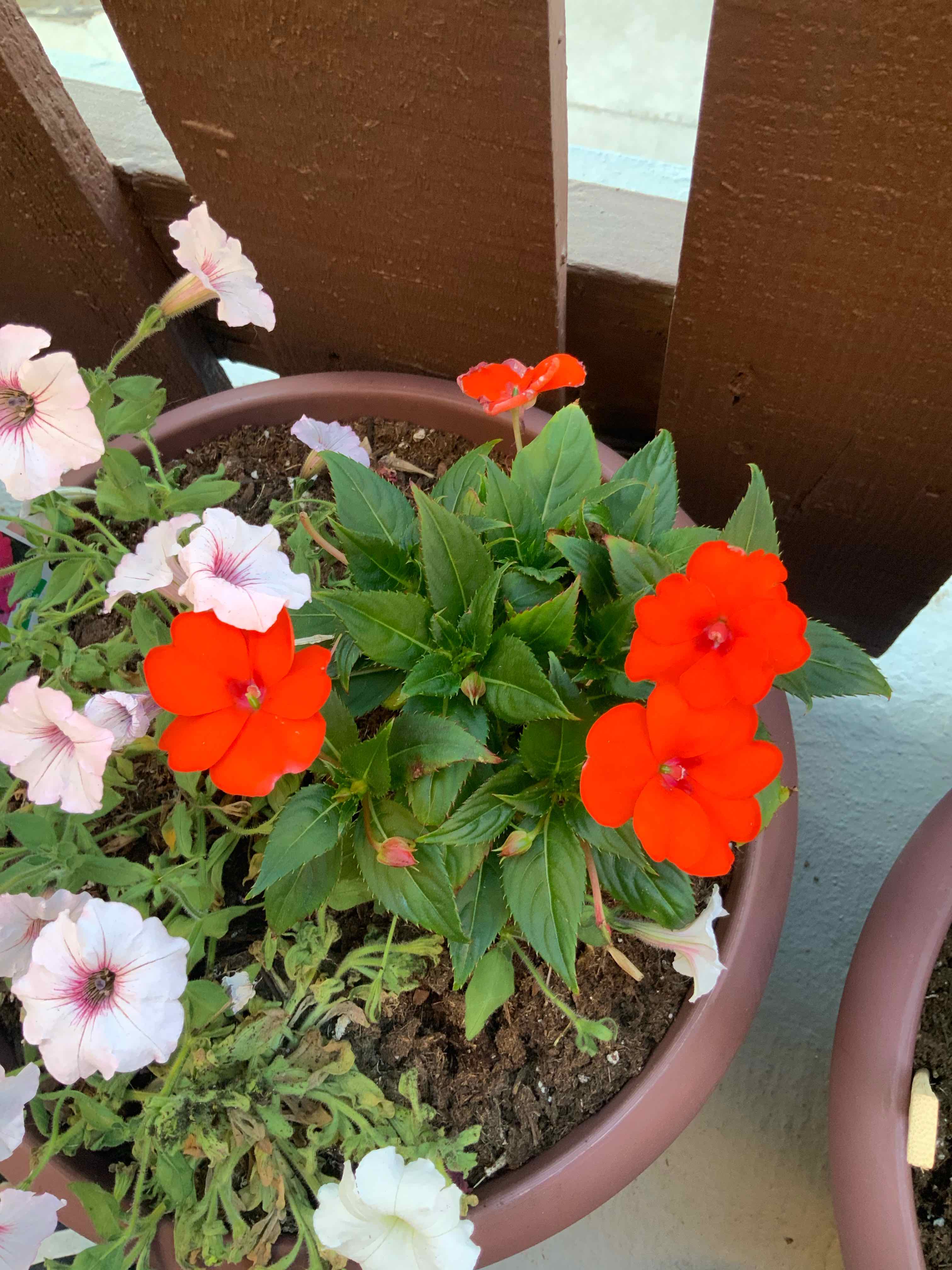 Potted New Guinea Impatiens with vibrant red flowers and visible soil.