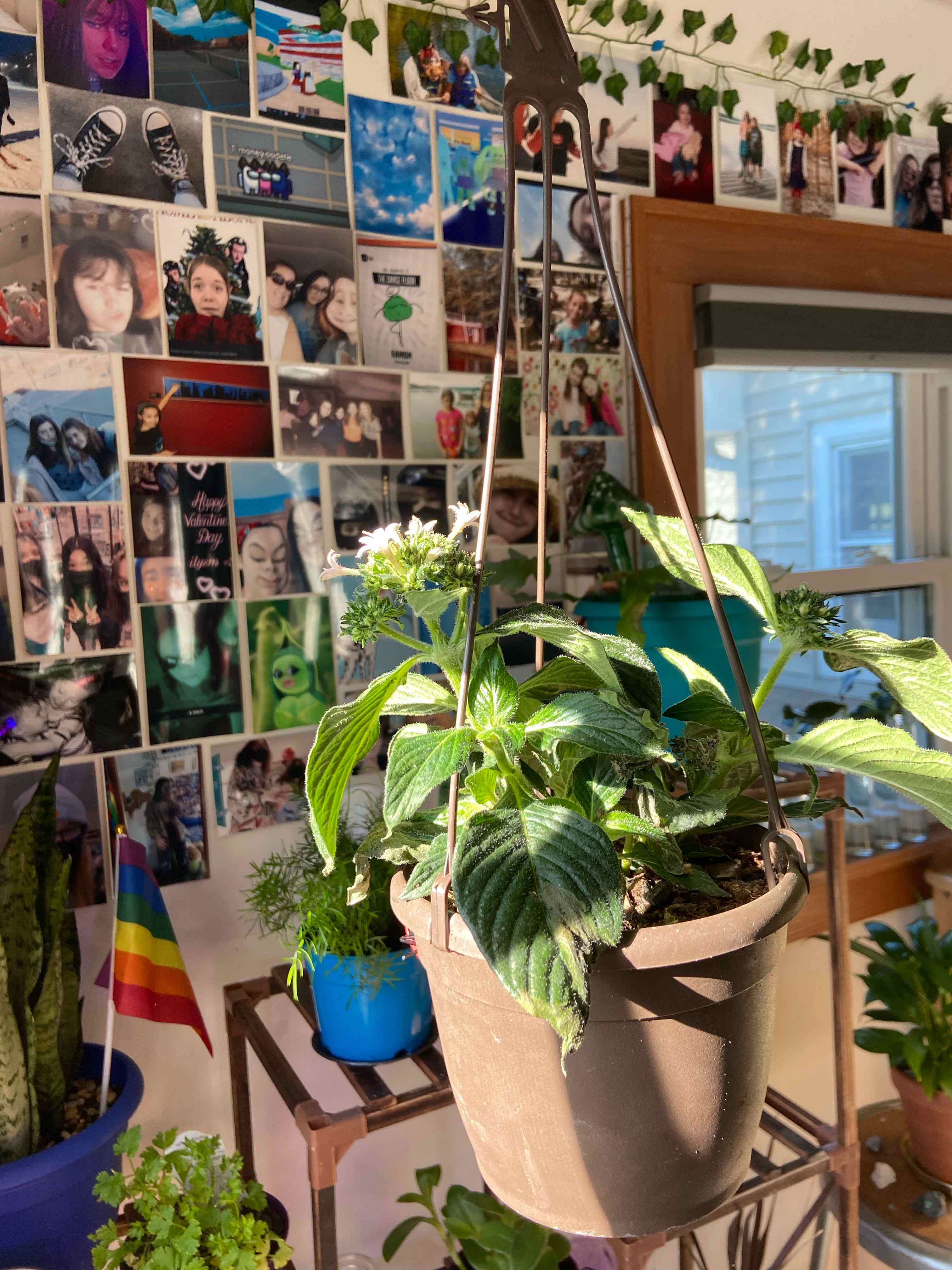 Hanging potted Egyptian Starcluster plant indoors with green leaves and flowers.