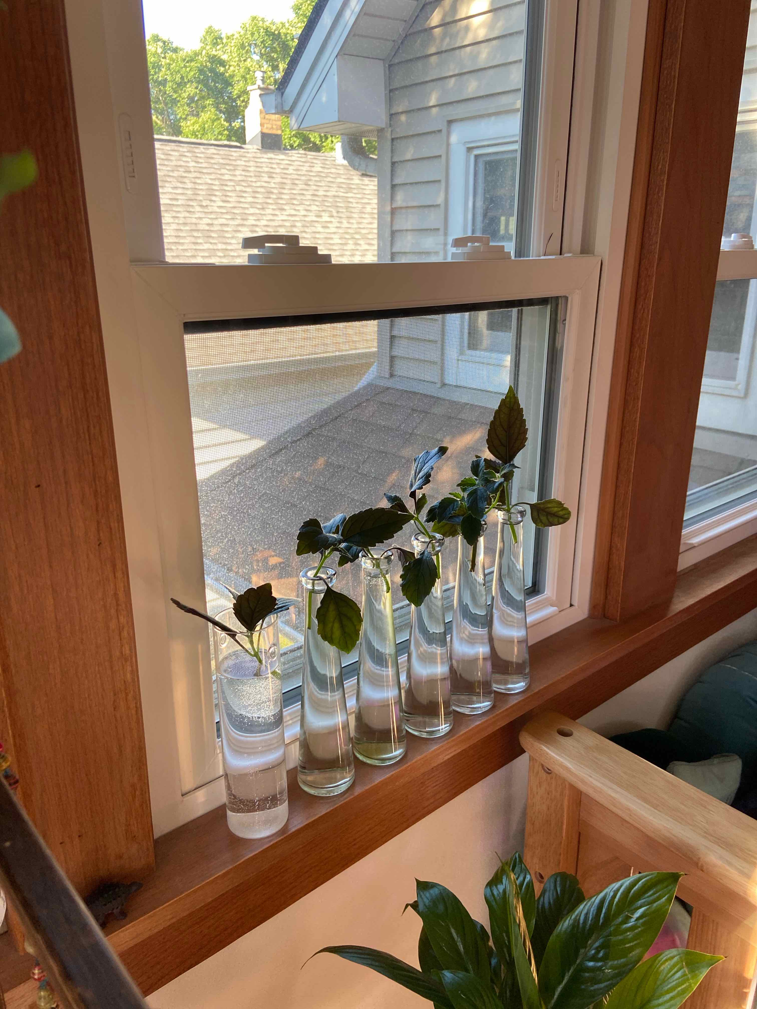 Cuttings of Mona Lavender in glass vases on a windowsill.