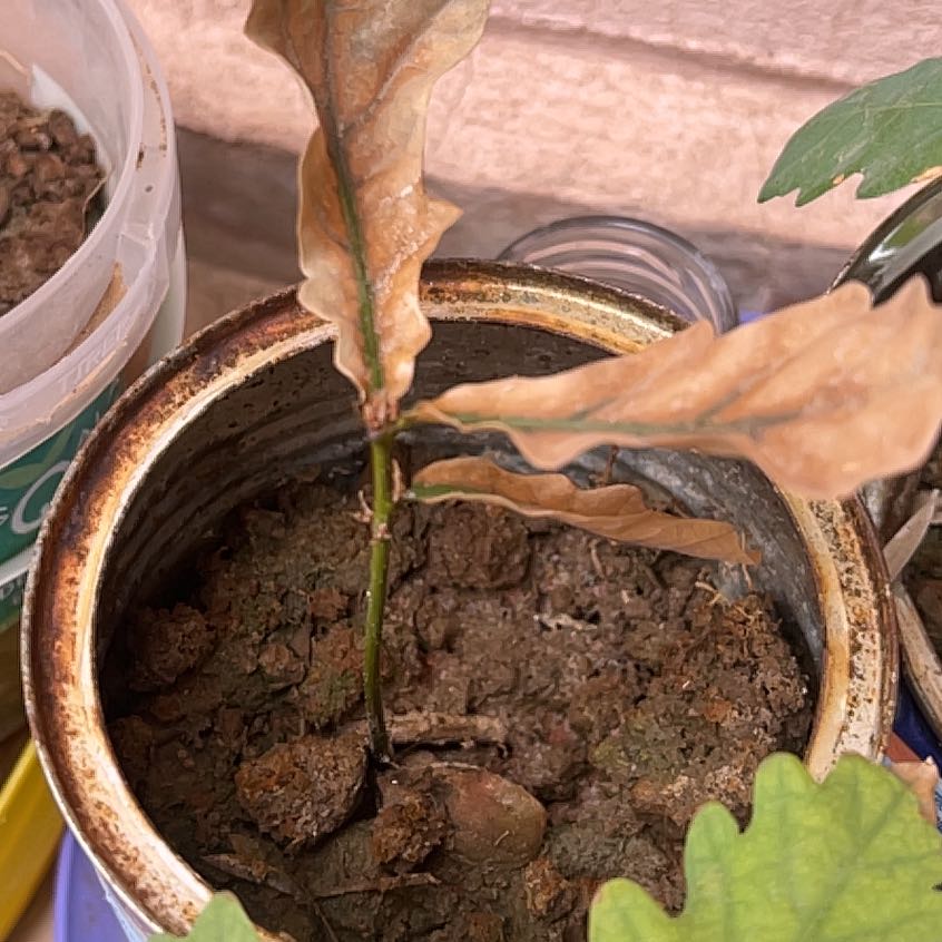 Young English Oak plant in a small container with brown, dry leaves and visible soil.