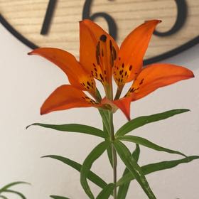 Photo of the plant species Western Red Lily by @BetterAloepepe named Emerson on Greg, the plant care app