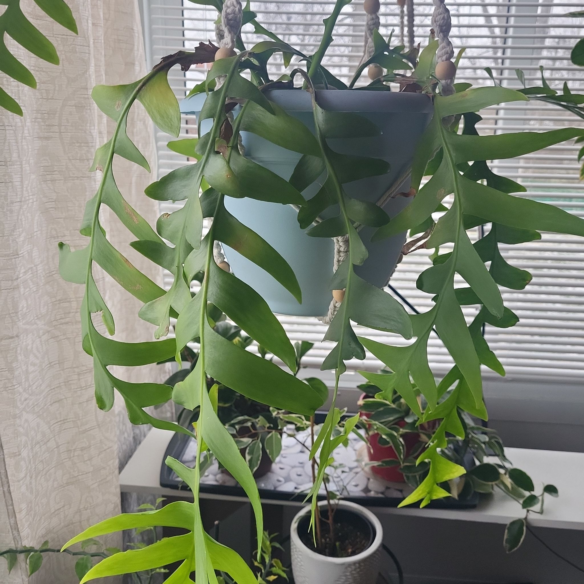 Darwin