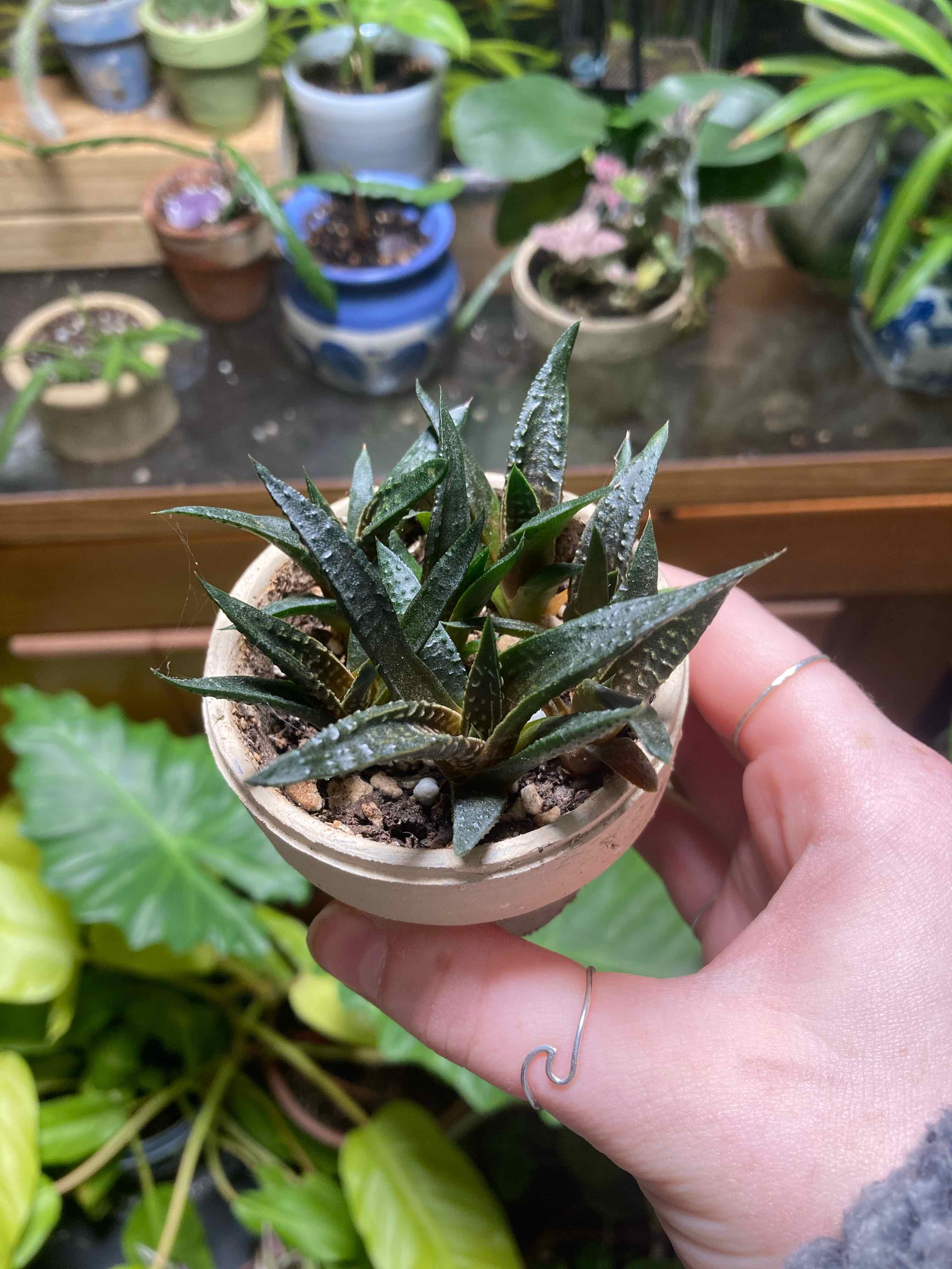 Succulent plant with thick mottled leaves in a terracotta pot, held by a hand. Slight browning on leaf tips, but otherwise healthy.