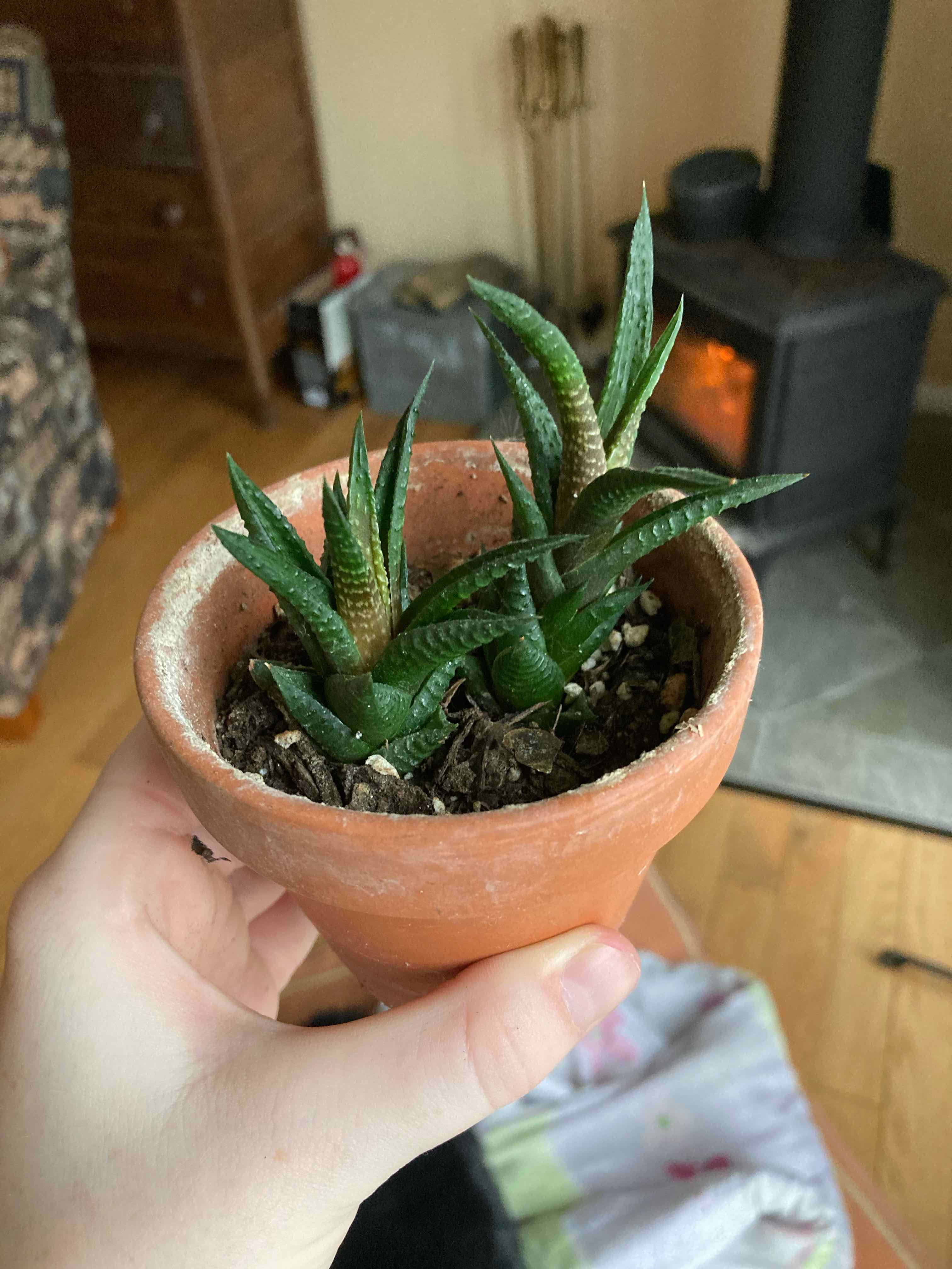 A healthy Haworthia limifolia succulent plant in a terracotta pot being gently held in a person's hand, showing its distinctive washboard patterned leaves.
