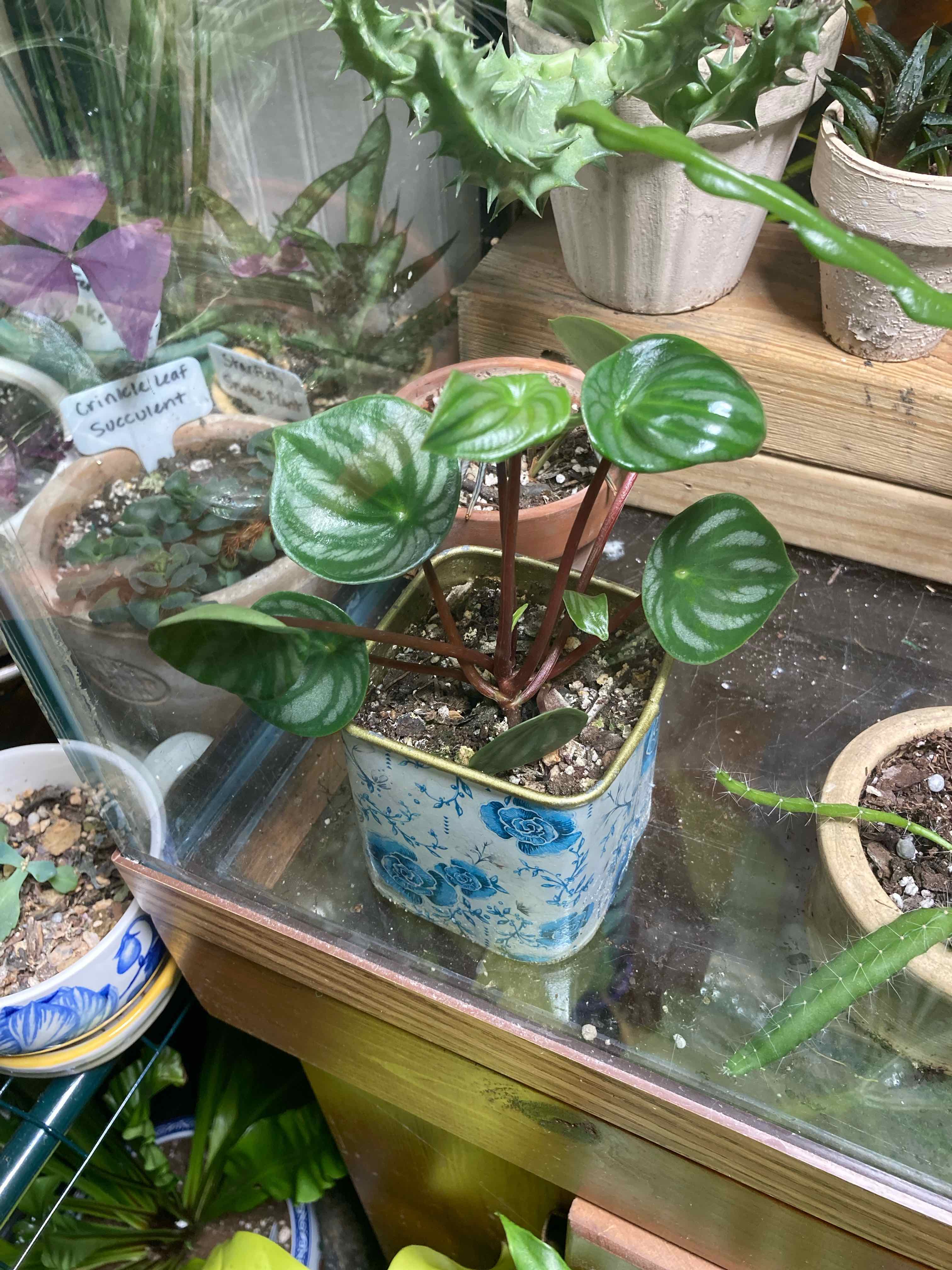 Watermelon Peperomia plant in a decorative pot with healthy, vibrant leaves.