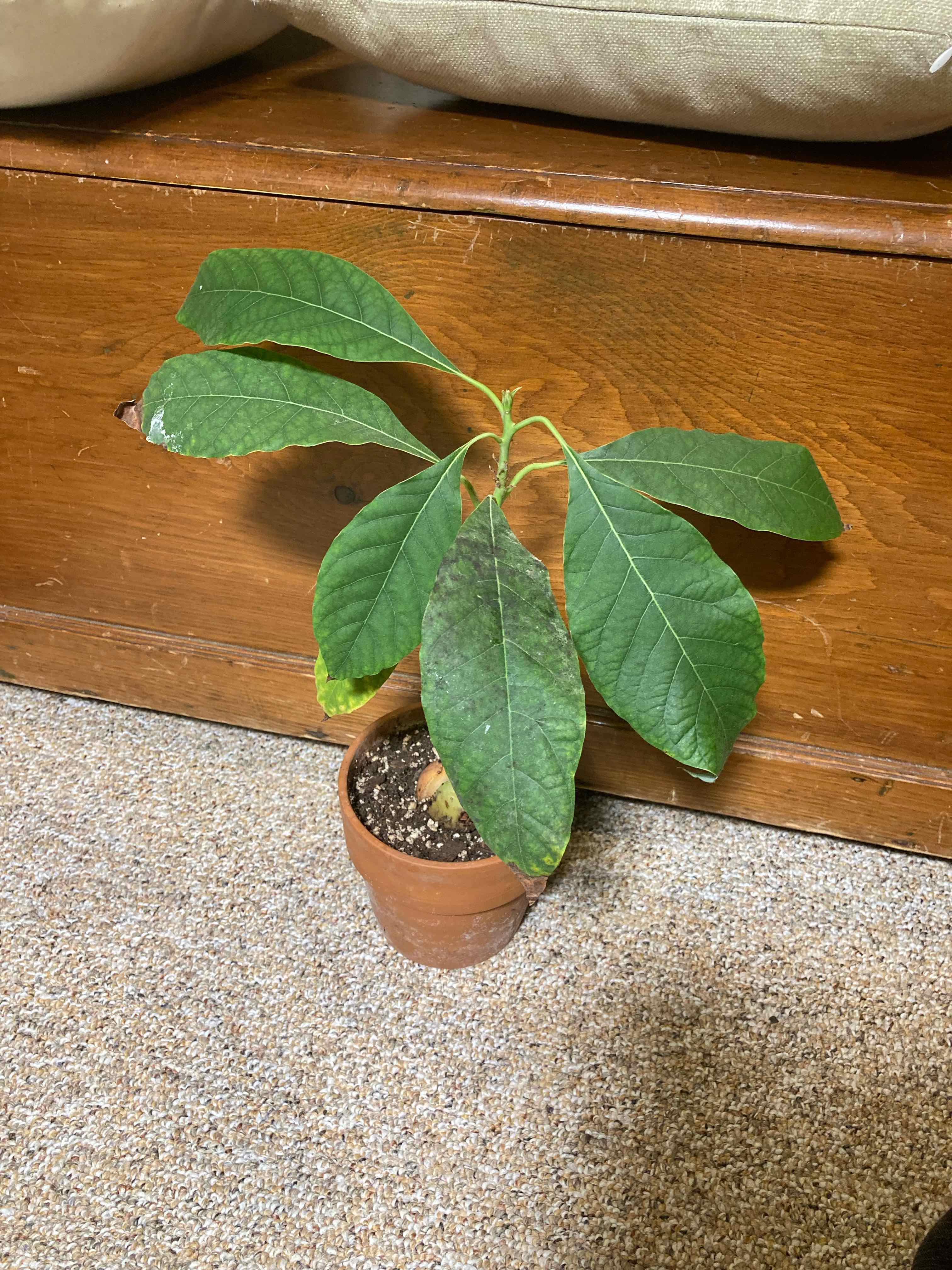 Healthy young avocado plant grown from seed in small pot, with lush green leaves and no signs of disease or pests.