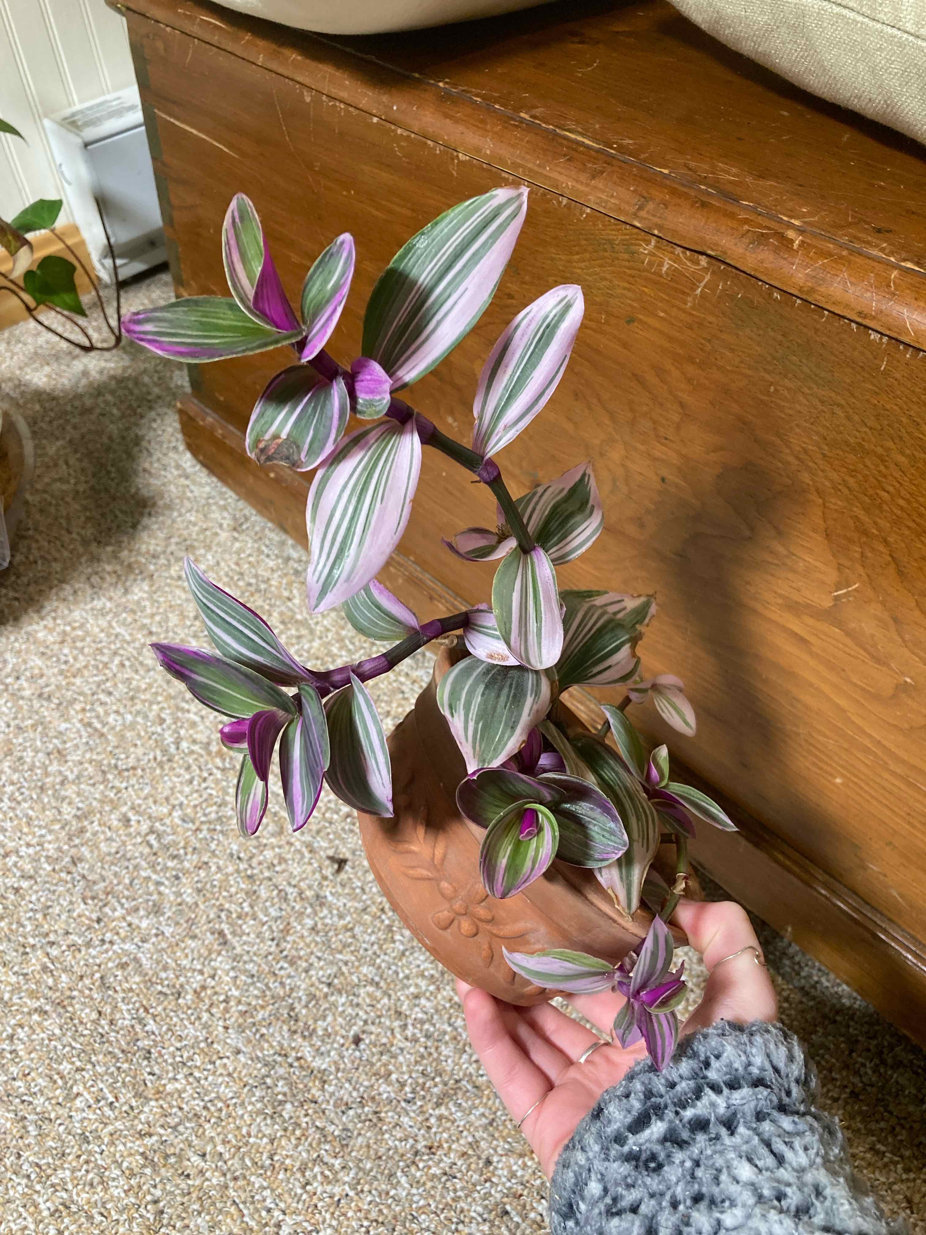 Hand holding a healthy Small-Leaf Spiderwort plant with purple and white striped leaves in a terracotta pot.
