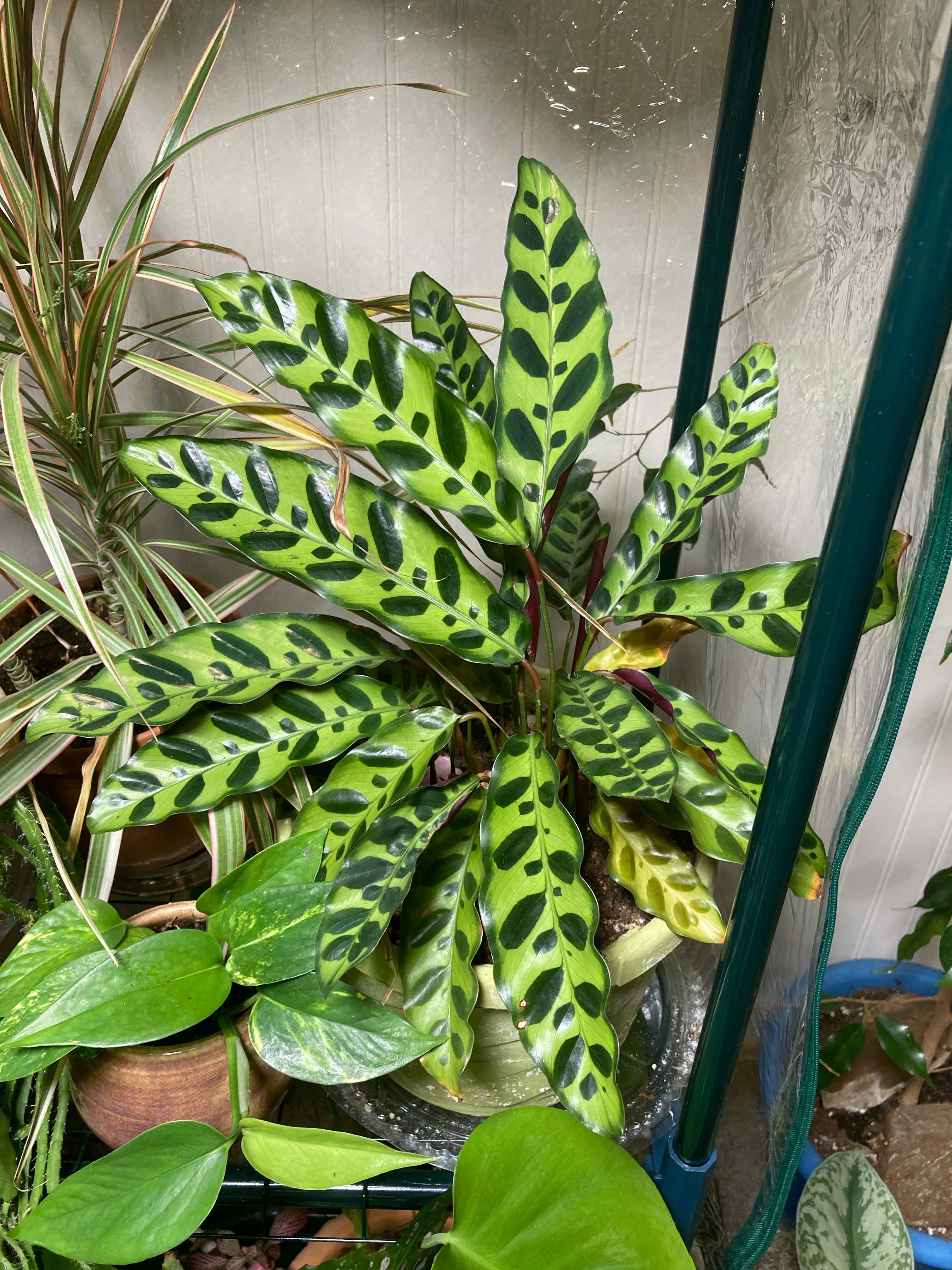 can you propagate rattlesnake plant