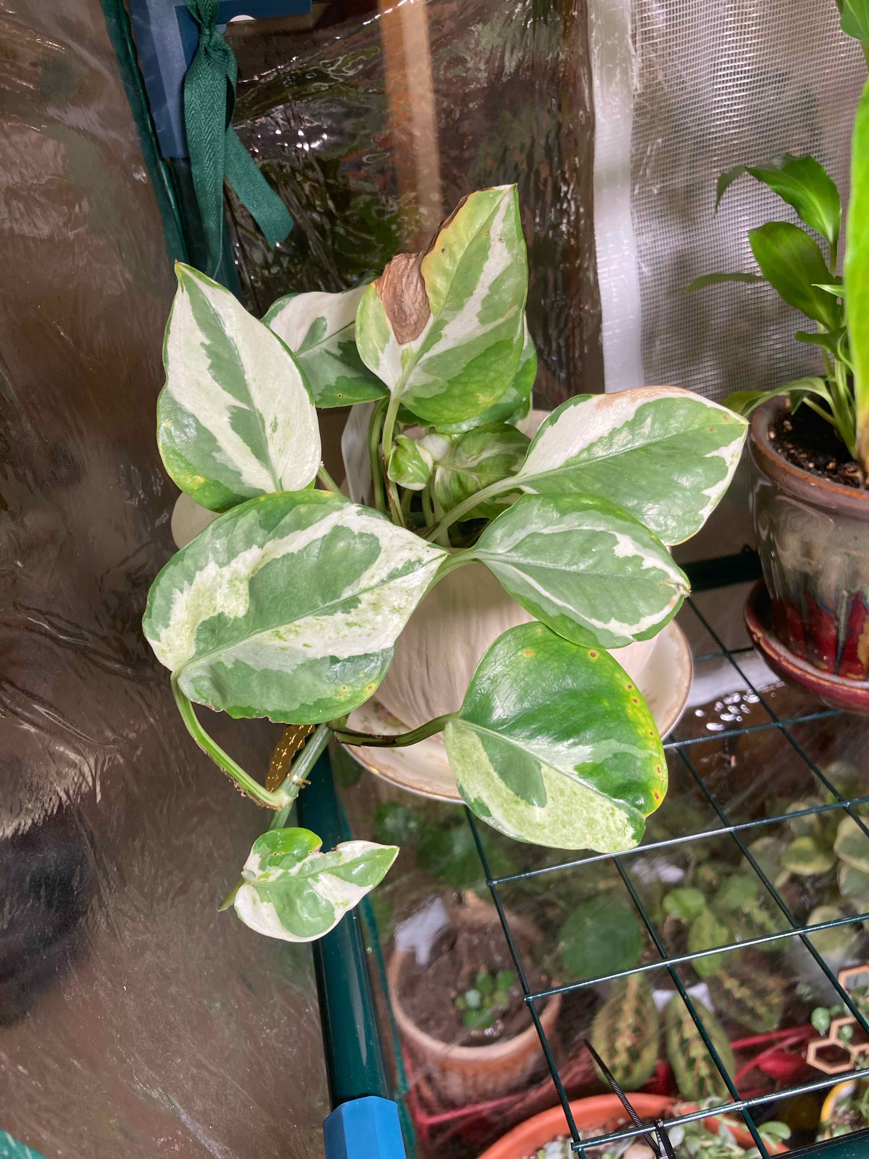 Pearls and Jade Pothos plant with variegated leaves in a pot on a metal rack.