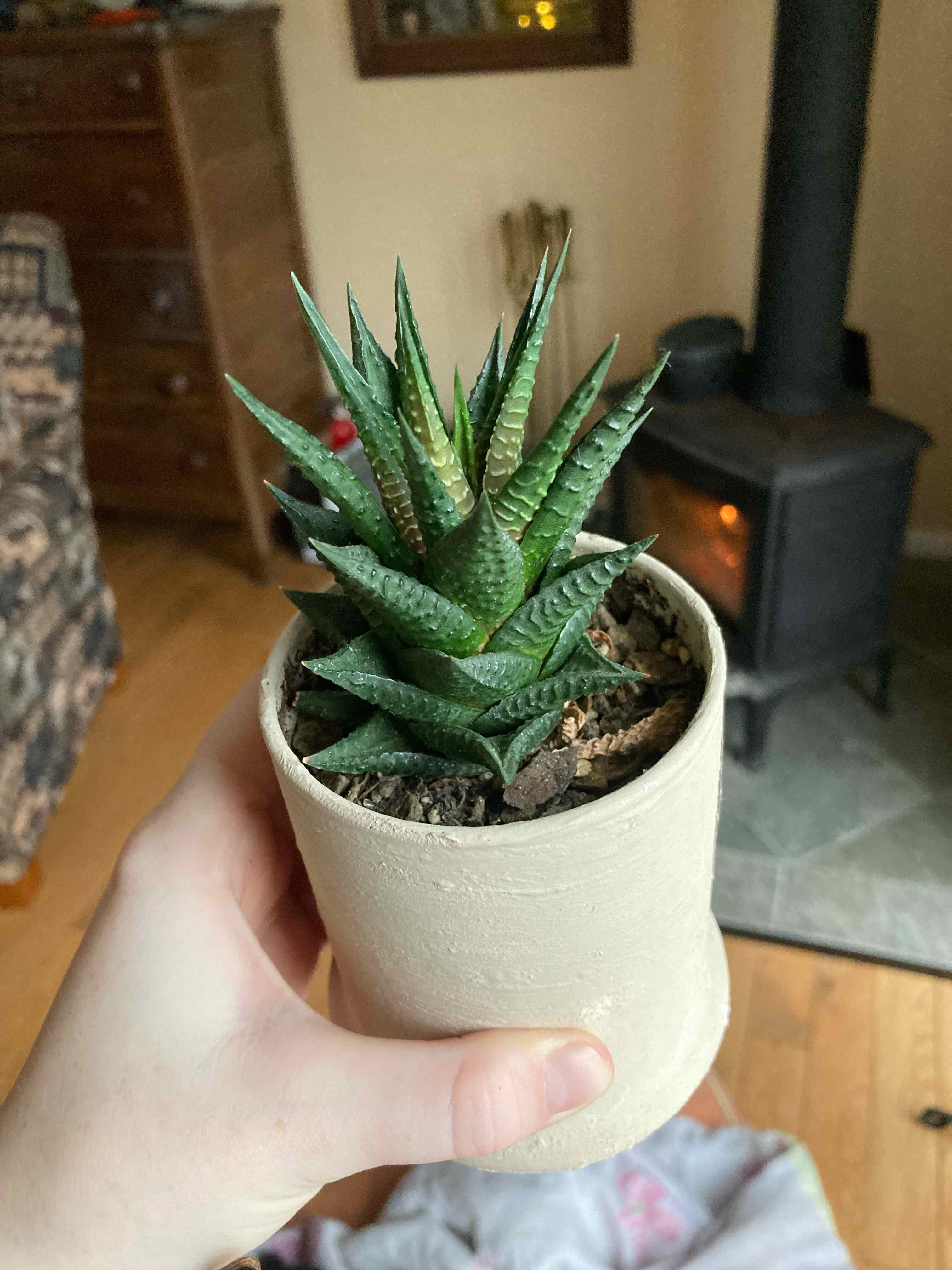 Close-up of a healthy Haworthia limifolia succulent plant in a white ceramic pot held by a hand, showing distinctive ridged leaves.