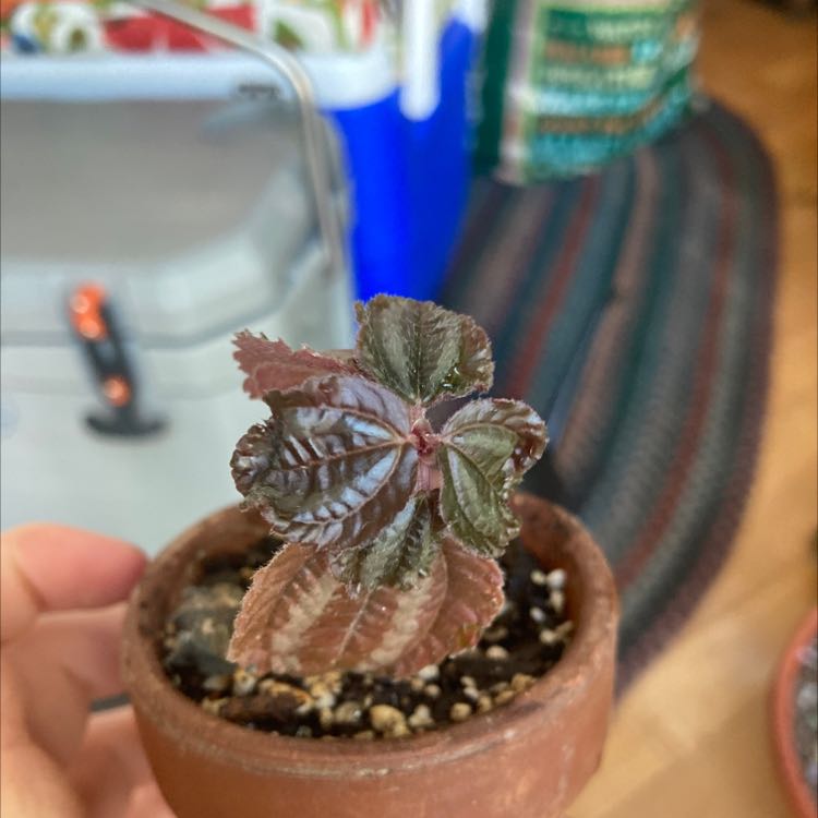 Small potted plant with dark green and reddish leaves in a terracotta pot.
