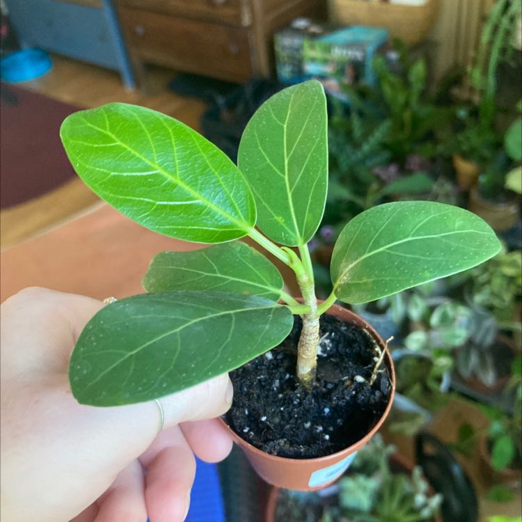 A healthy Audrey Ficus plant in a small pot, held by a hand.