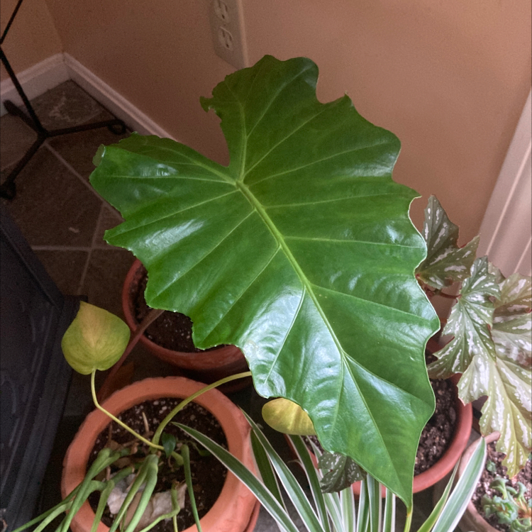 Giant Taro plant with large green leaves, some yellowing, potted indoors.
